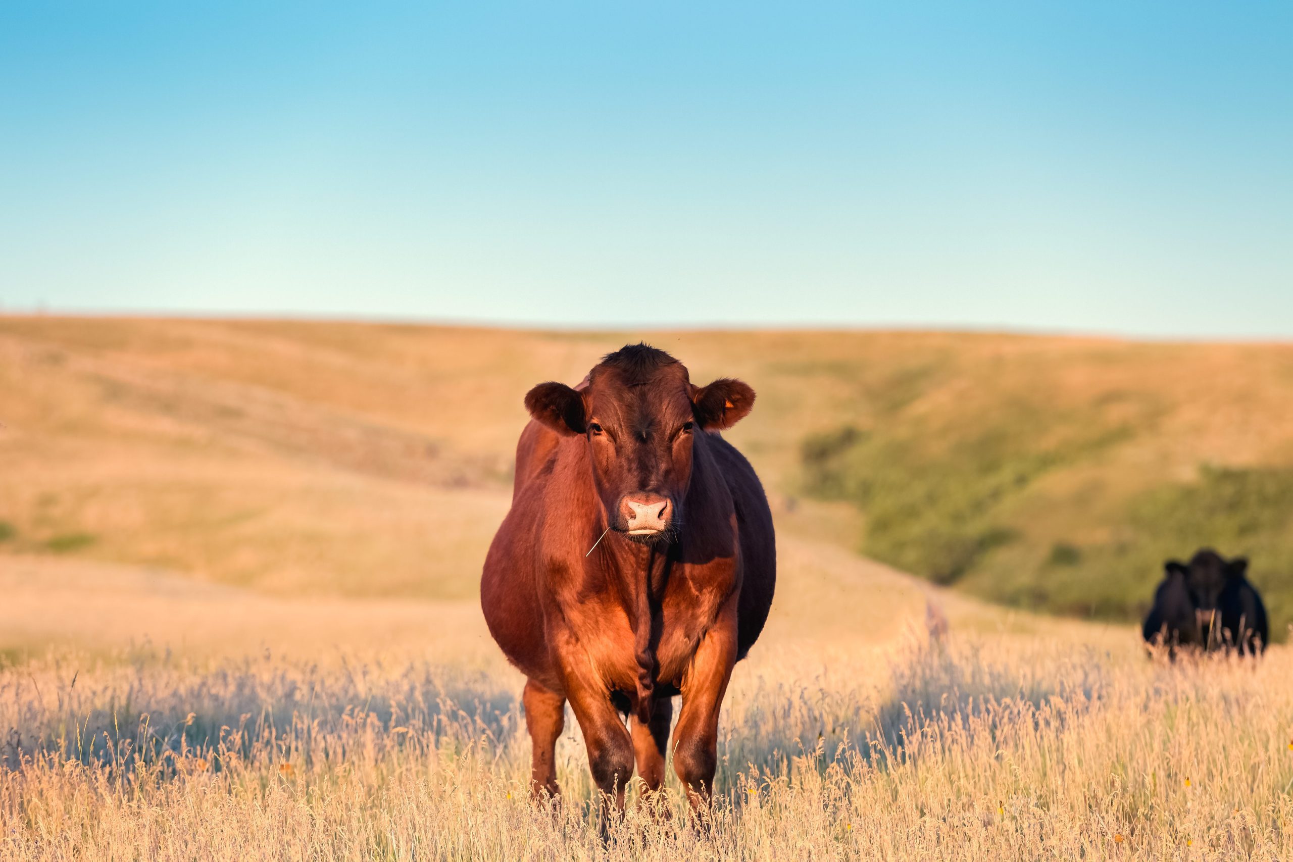 Red Angus cow standing in golden grass on a Montana ranch looking toward camera view.