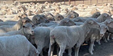 400 Station Mated Ewes